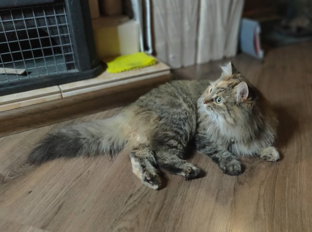 К котофторнику