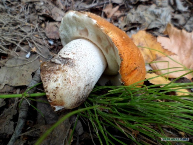 Генералы песчаного карьера