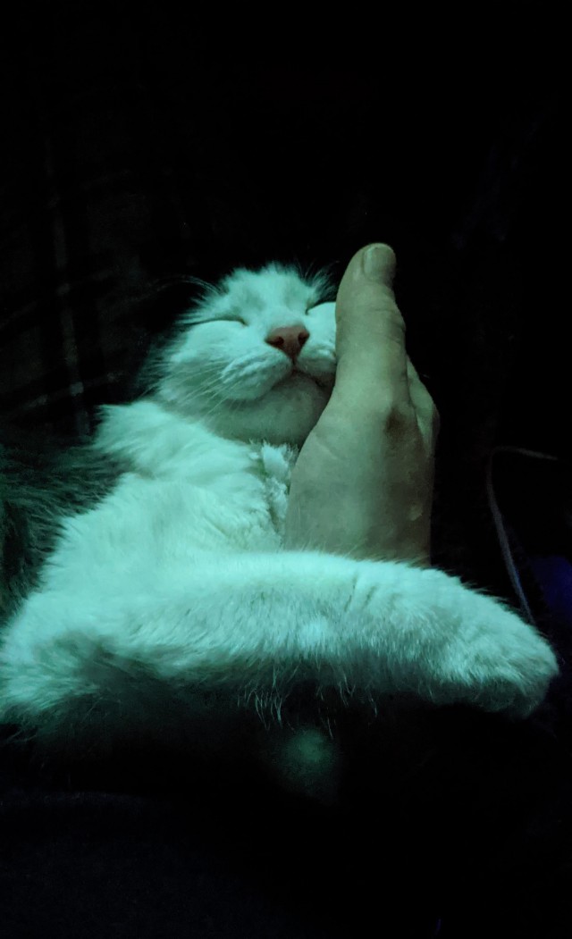 А как вы спите с котиком?
