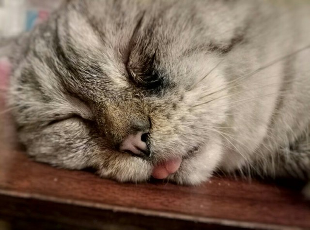 Котодракула