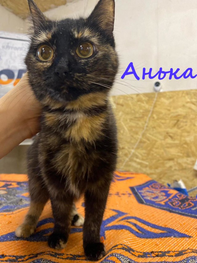 Жизнь домашнего приюта "Котоленд" 371