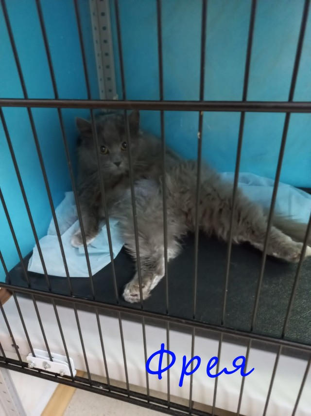 Жизнь домашнего приюта "Котоленд" 375