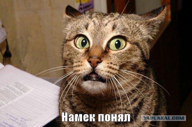 Как отучить кота ссать мимо лотка