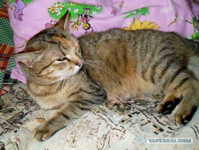 Котовторник 09.04.2013