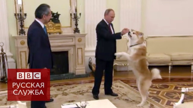 Куда пропали колли?
