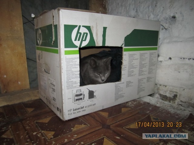 Котовторник 16.04.2013