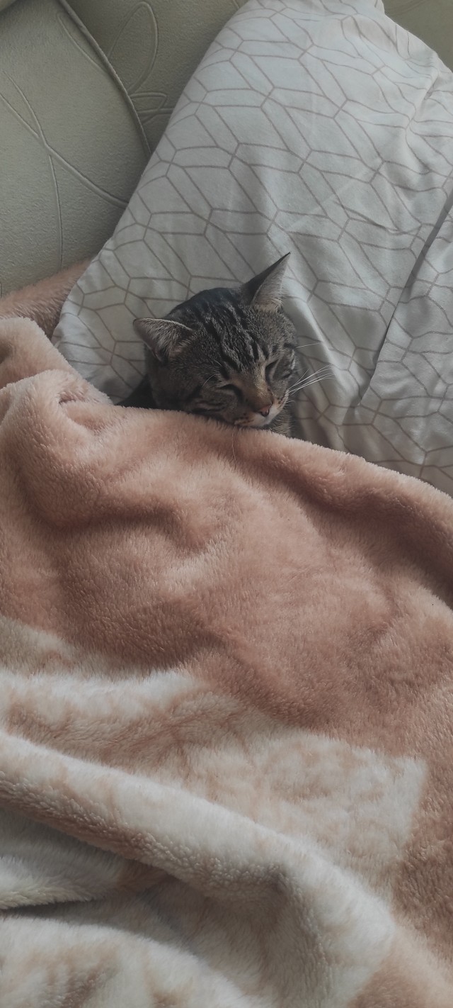 Котовторник. Моему мультяшке 1 год