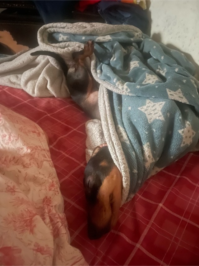 А как спит ваш питомец?