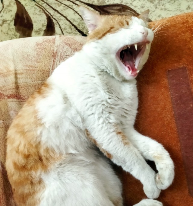 — А она что? А ты ей что? Ну ты даёшь, дорогая!