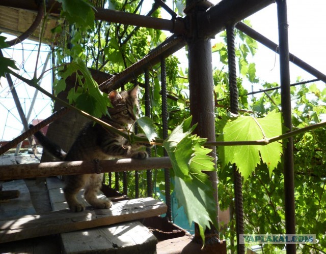 Котовторник 05/11/2024