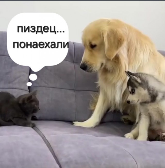 Новый житель в доме