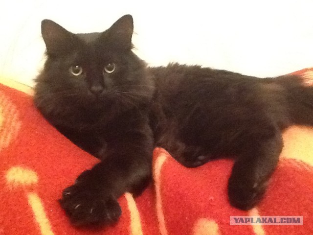 Мелом обвести?