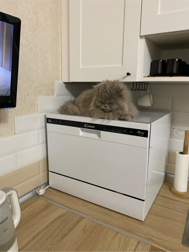 Вот кто вопил под машиной