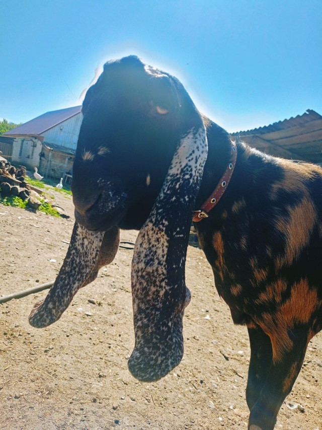 Веселая ферма: Гримо, наконец-то!