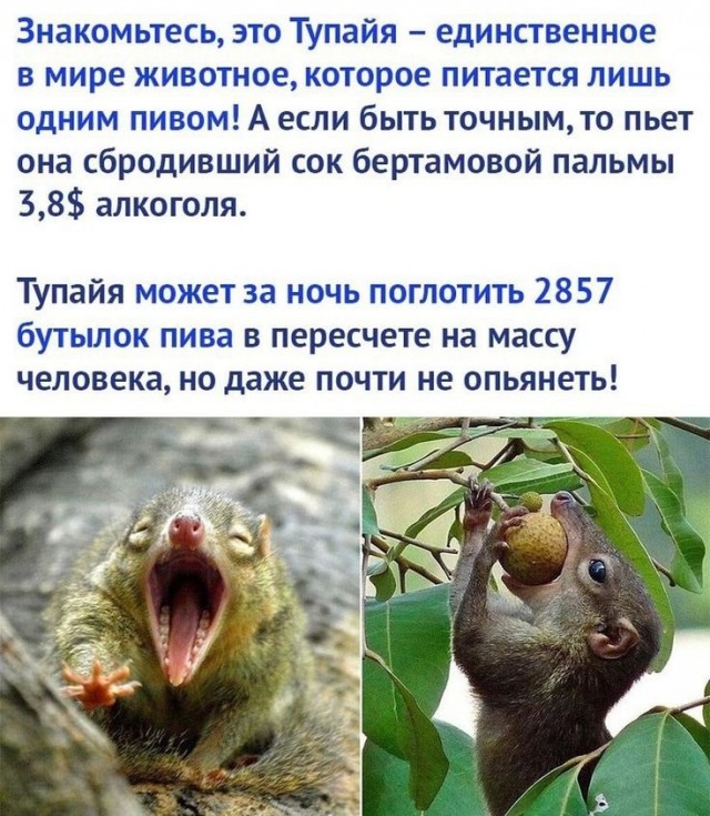 Нуштош 22.07.2025. Противоестественное происхождение (s4e4)