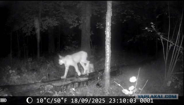 Кота с дачи забрал