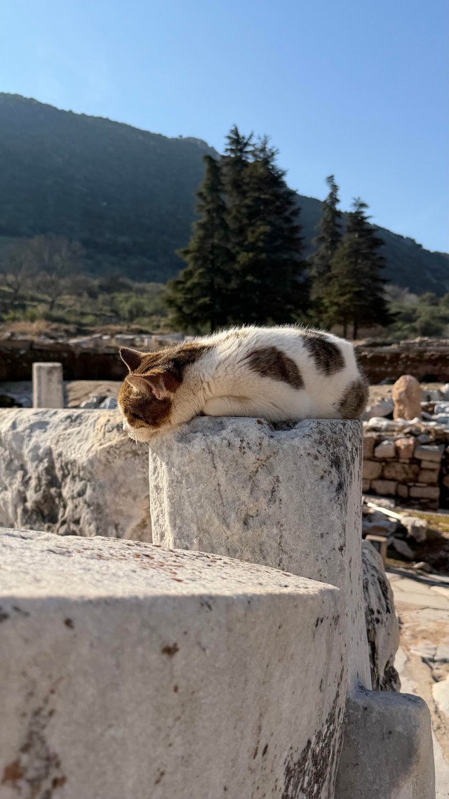 Кошки в развалинах Эфеса, Турция