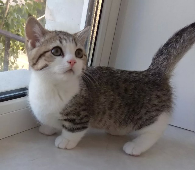 Приму в дар котёнка манчкин (девочку)