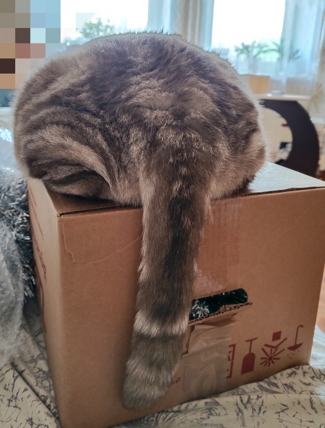Кошки- это властелины коробок.