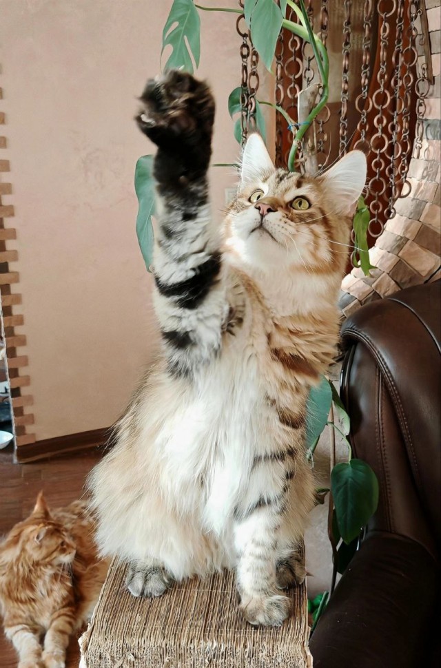 К-котовторник.