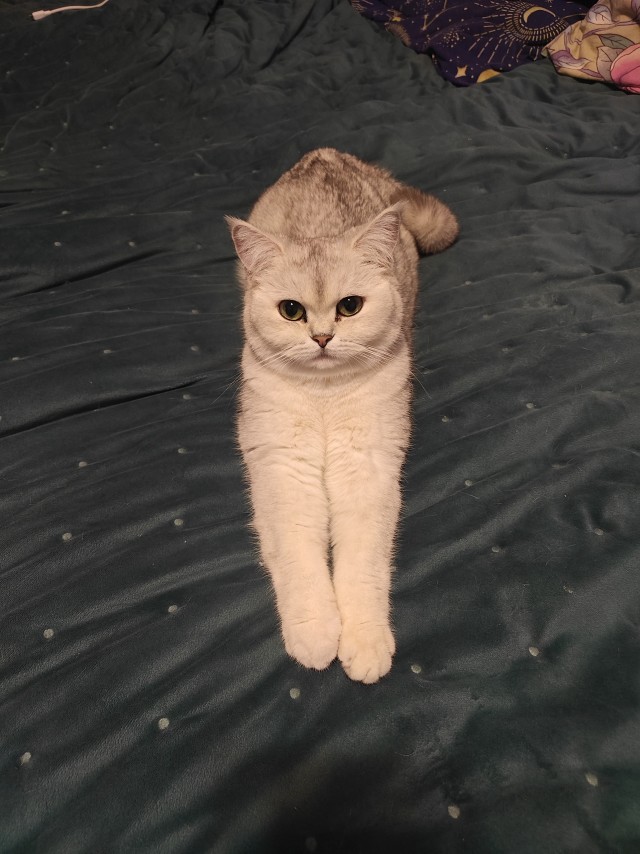 Ориентальный кот