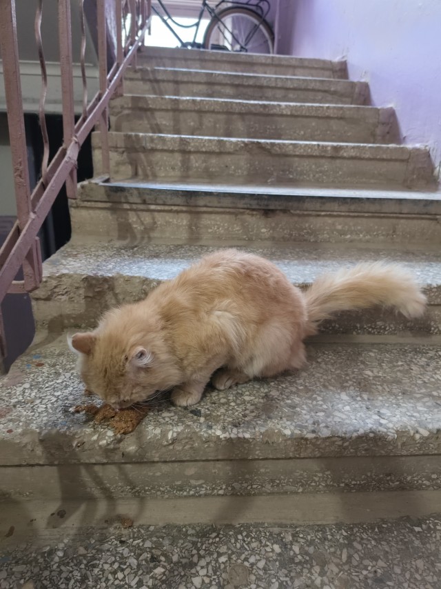 Мордатый околоподъездный кот.
