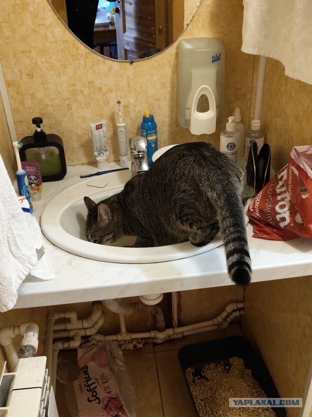 Шикарный кот