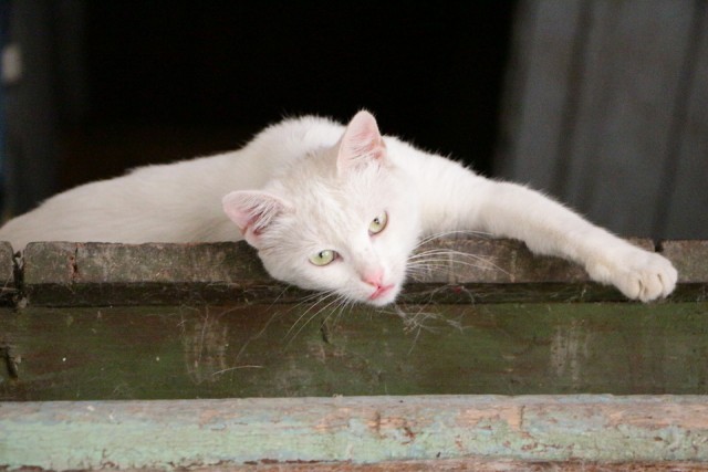 Котовторник  30.07.2013