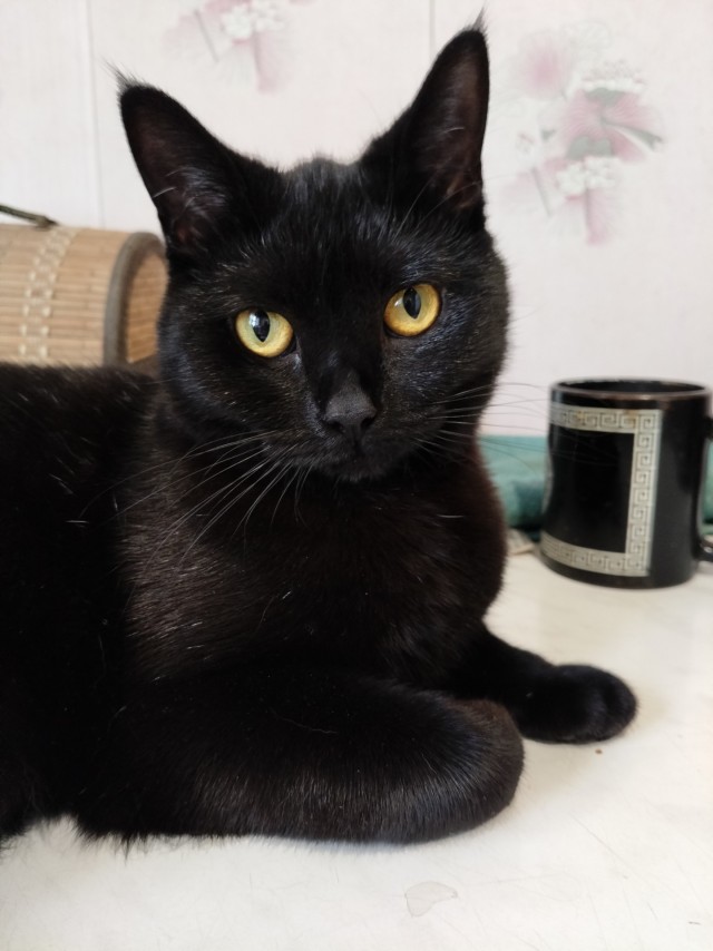 Очередной котовторник