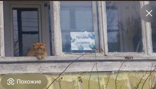 Ребят, объясните мне, человеку далёкому от деревни, что за фигня?