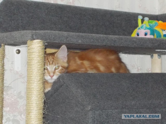 Котовторник 12.11.2013