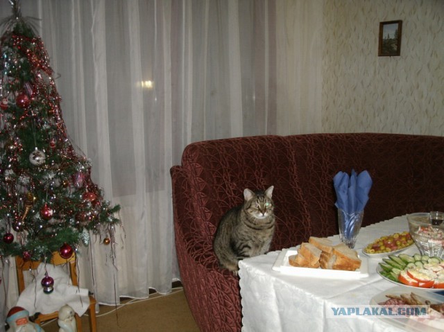 Котовторник   31.12.  2013