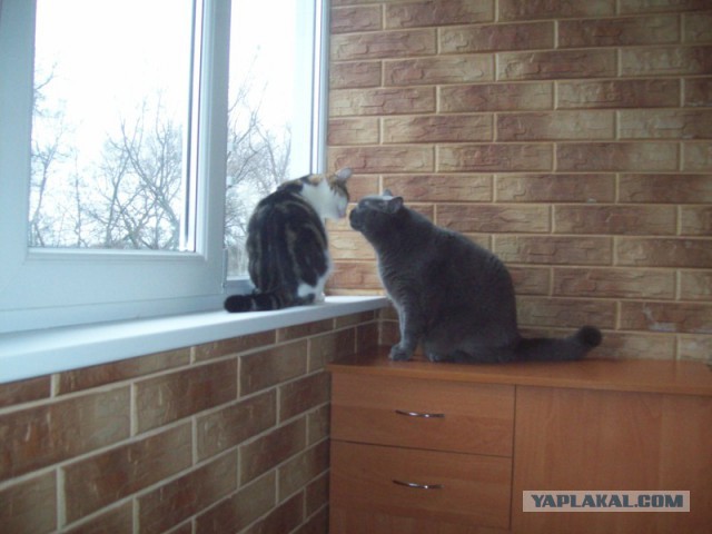 Про спасенных котеек