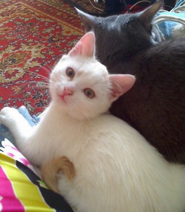 История одного кота