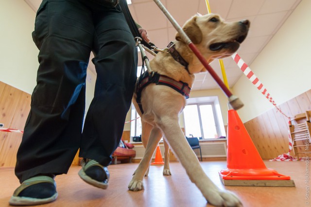 Золотые собаки