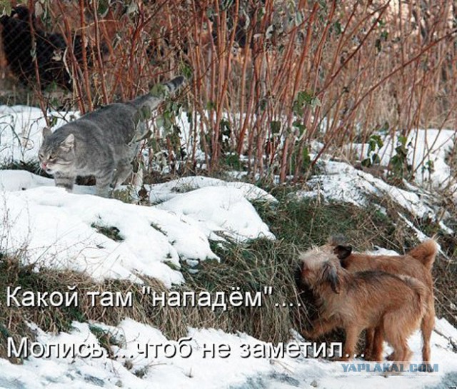 Котовторник  25.03.2014