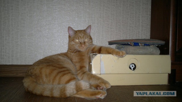 С Котовторником!