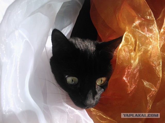 С Котовторником!