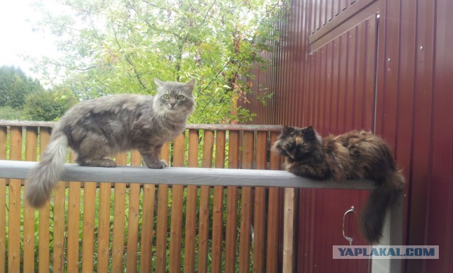 Котовторник 02.09.2014