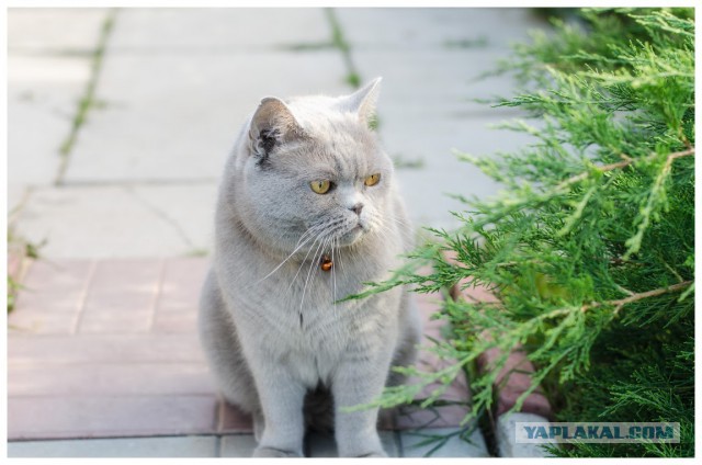 Котовторник 16.09.14