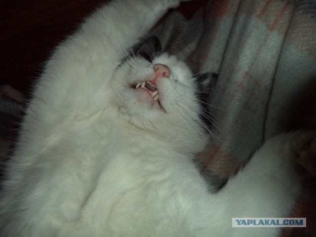 Котовторник 23.09.2014.