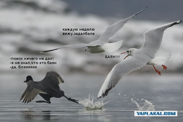 Бизнесмен из Красноармейска