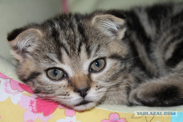 Котовторник 20.01.2015