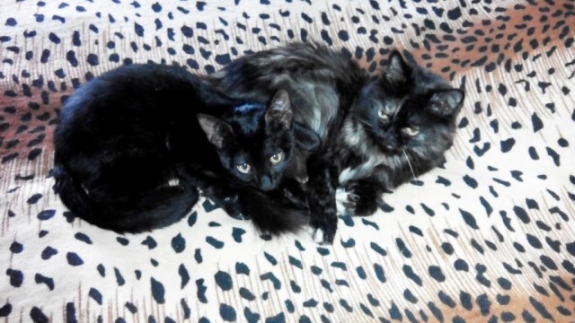 Котовторник 15-09-2015 !