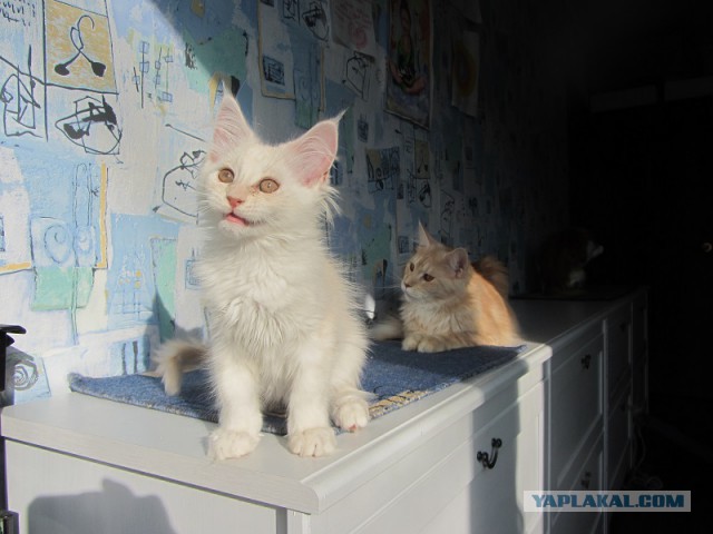 Котовторник 06.10.2015
