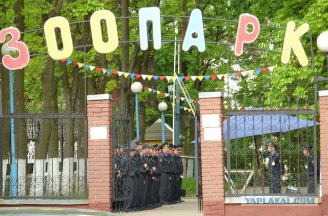 Веселые картинки