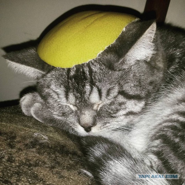 Котовторник