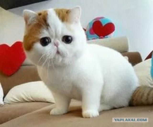 Котовторник 12.04
