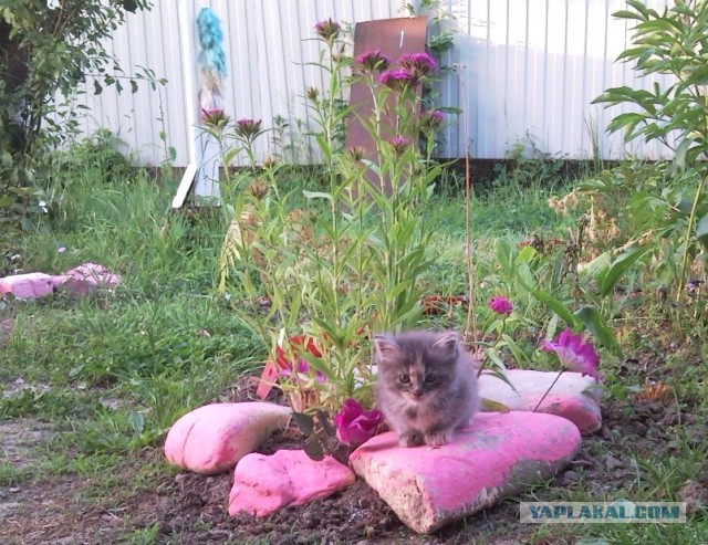 Выставка кошек в Сокольниках