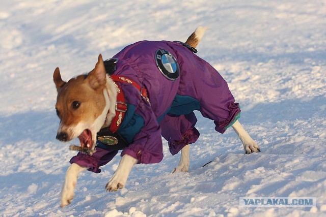 Пьяный хозяин повесил пса